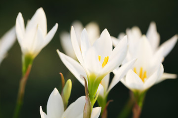 Fototapeta premium beautiful blooming Zephyranthes grandiflora flower