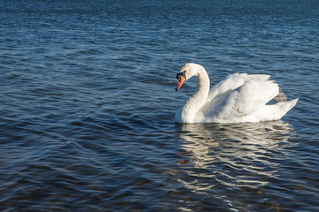 Fototapeta premium white swan swiming in the lake