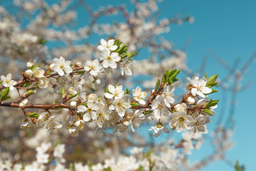 Spring cherry blossoms white flowers against blue sky