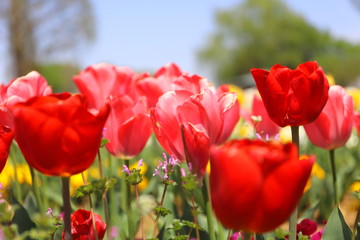 春の公園に咲く赤いチューリップ