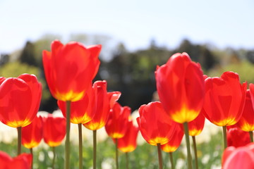 Obraz premium 春の公園に咲く赤いチューリップ