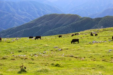 【日本】四国、牧場の風景