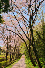 桜並木と道