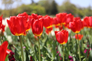 春の公園に咲く赤いチューリップ