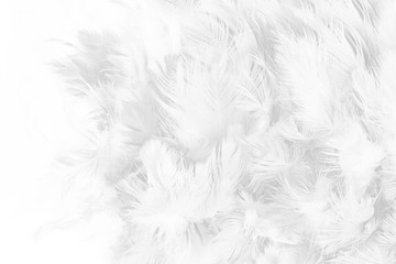 Obraz premium Beautiful white feather pattern texture background
