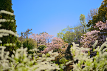 桜　春のイメージ