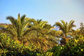 Bodrum, Turkey: Palm trees against blue sky at tropical coast
