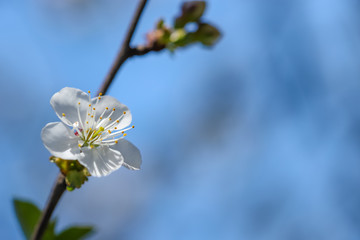 Close up of Plum flower blooming in spring. Blossom flowers isolated with blurred background