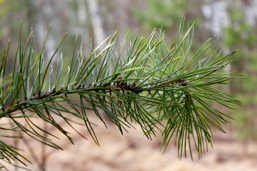 Naklejka na ściany i meble pine tree branch with cones