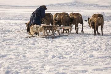 Obraz premium The man are sledging with deer in the snowy field track