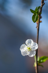 Close up of Plum flower blooming in spring. Blossom flowers isolated with blurred background