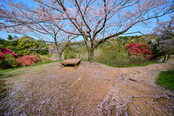 桜散る頃　春の風景