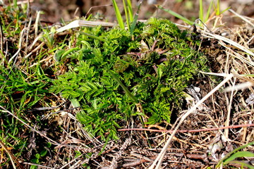 young plants in the garden