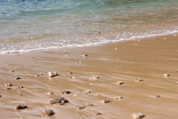 White san sea water