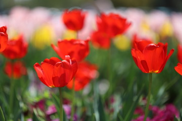 春の公園に咲く赤いチューリップ