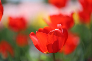 春の公園に咲く赤いチューリップ