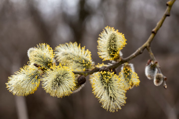 Beautiful, fluffy goat willow (Salix caprea) with pollen, on a blurry front, on a warm spring day. © koldunova