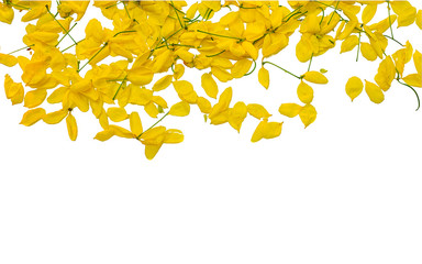 Yellow flower on Isolated white background, Javanese cassia flowers   is from Thailand