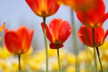 春の公園に咲く赤いチューリップ
