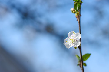Close up of Plum flower blooming in spring. Blossom flowers isolated with blurred background