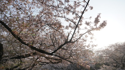 上野桜