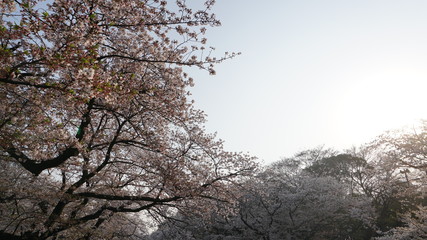 上野桜