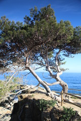tree on the beach