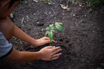Asian child planting young tree on the black soil