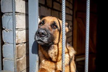 Lonely dog with sad eyes behind bars in animal shelter waiting for new owner