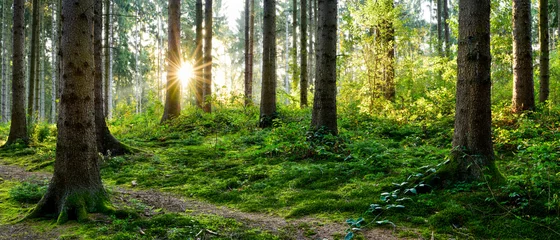 Schönes Waldpanorama im Frühling mit heller Sonne, die durch die Bäume scheint © Günter Albers