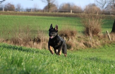 beautiful small black german shepherd is running in the garden on a sunny day