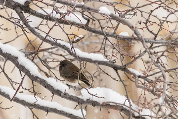 Winter Songbird