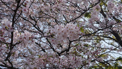 飛鳥山公園桜
