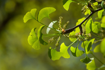 closeup of ginkgo biloba leaves in public garden