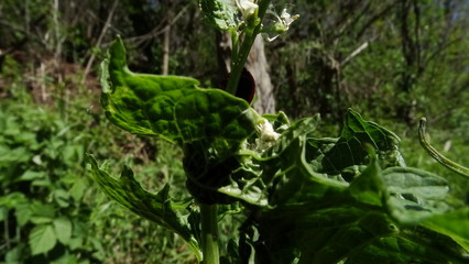 Blumenblüte Marienkäfer Frühling