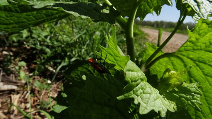 Eine Wanze auf einem Blatt im Frühling
