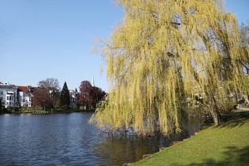 Nice Weeping Willow beside an urban lake – Luebeck- Germany