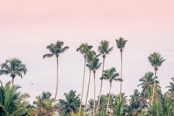 coconut and palm trees in pink sky at sunset