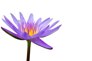 Water Lily or Lotus Isolated on White Background.