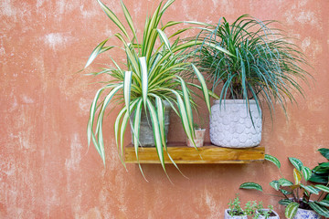 green plants in pot on wooden shelf with red clay wall 