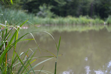 Green grass and trees on the banks of the pond in natural light Lake, pond, water on the background of green trees with reed leaves in Sunny weather on a summer day 