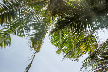 Fototapeta premium coconut trees in sky with sunshine