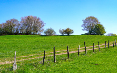 Fototapeta premium Weideland 