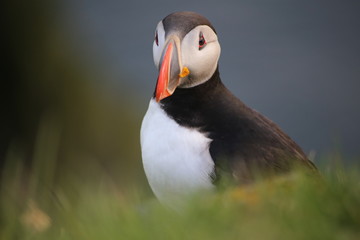 Naklejka premium puffin on rock