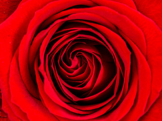 Fototapeta na wymiar Petals of a rose close up view