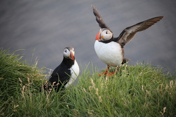puffin on green grass