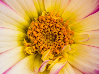 Center of a flower seen close up