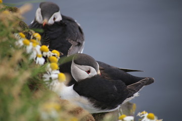 puffin on rock
