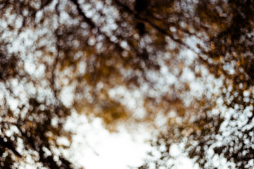 bokeh golden tropical blur leaf