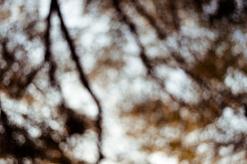 bokeh golden tropical blur leaf